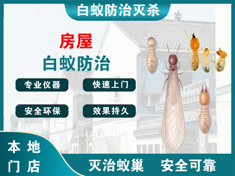 永嘉县房屋白蚁防治